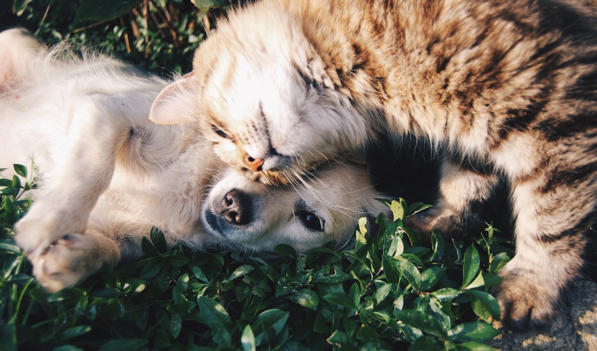 Pets e Animais
